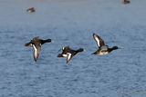 Tufted Duck (Aythya fuligula) M, Fuligule morillon
