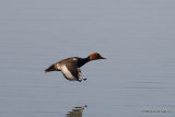 Red-crested Pochard (Netta rufina) M, Nette rousse