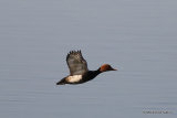 Red-crested Pochard (Netta rufina) M, Nette rousse