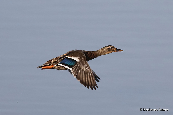 Mallard (Anas platyrhynchos) F, Canard colvert