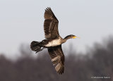 Great Cormorant (Phalacrocorax carbo) 1W