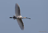 Platalea leucorodia Ad