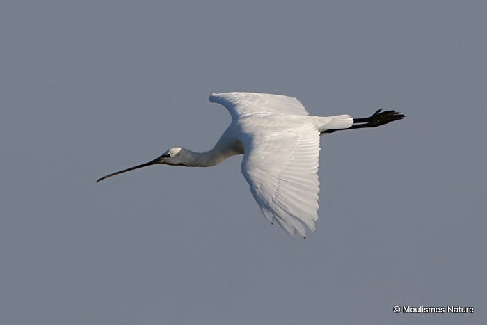 Platalea leucorodia Ad