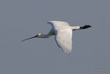 Platalea leucorodia Ad