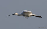 Platalea leucorodia Ad