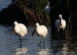 Platalea leucorodia