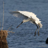 Platalea leucorodia Ad