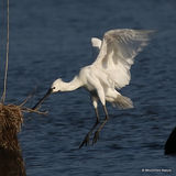 Platalea leucorodia Ad