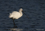 Platalea leucorodia Ad