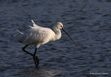 Platalea leucorodia Ad