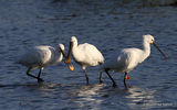 Platalea leucorodia