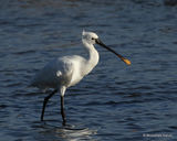 Platalea leucorodia Ad
