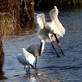 Platalea leucorodia