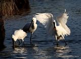 Platalea leucorodia