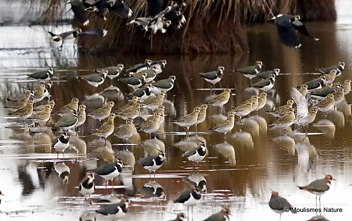 European Golden Plover (Pluvialis apricaria), Pluvier doré