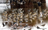 European Golden Plover (Pluvialis apricaria)