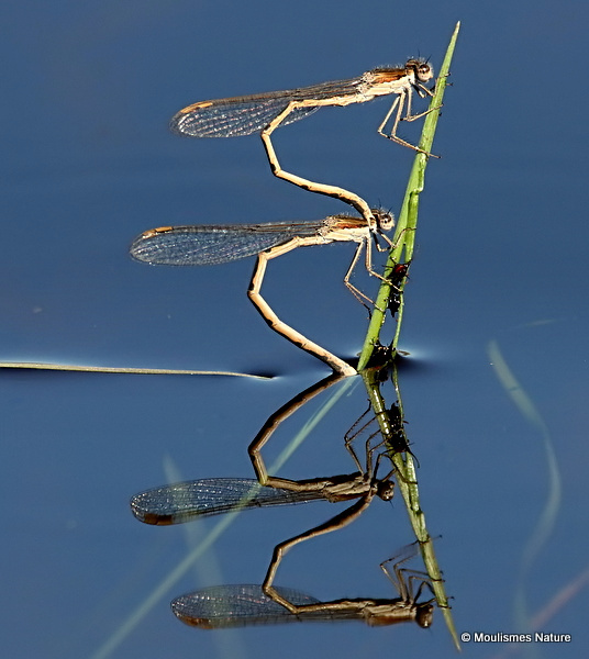 Winter Damselflies (Sympecma fusca)