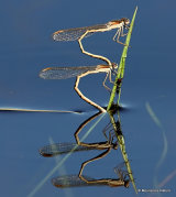 Winter Damselflies (Sympecma fusca)