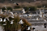 European Golden Plover (Pluvialis apricaria)