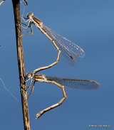 Winter Damselflies (Sympecma fusca)