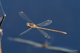 Winter Damselfly (Sympecma fusca) M