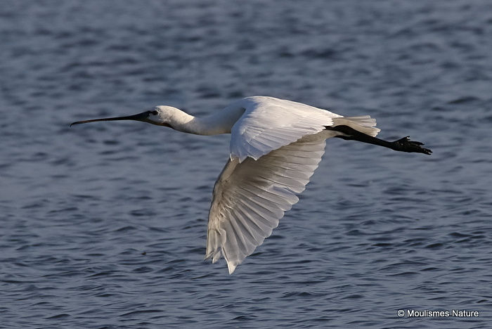 Platalea leucorodia Ad