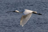 Platalea leucorodia Ad