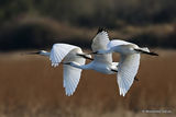 Platalea leucorodia