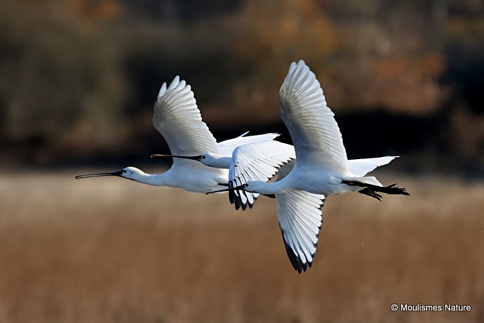 Platalea leucorodia