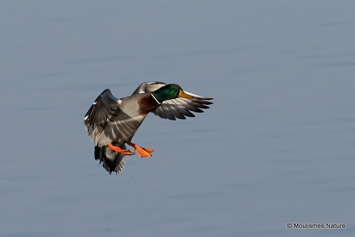 Mallard (Anas platyrhynchos) M, Canard colvert