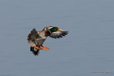 Mallard (Anas platyrhynchos) M, Canard colvert