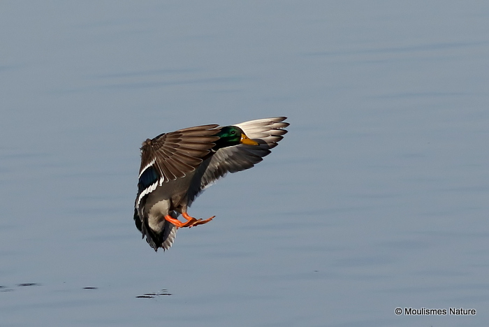 Mallard (Anas platyrhynchos) M, Canard colvert