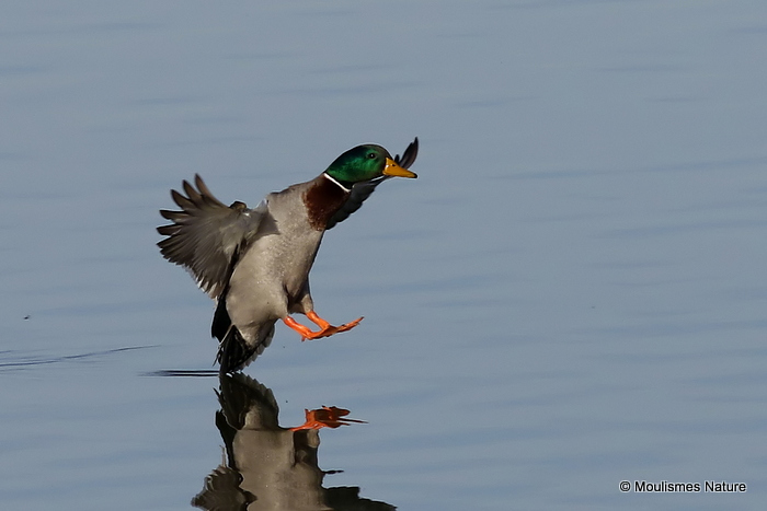 Mallard (Anas platyrhynchos) M, Canard colvert
