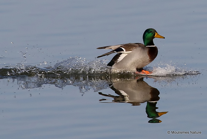 Mallard (Anas platyrhynchos) M, Canard colvert