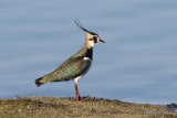 Northern Lapwing (Vanellus vanellus)