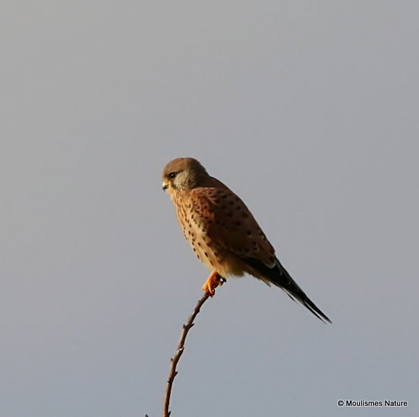 Common Kestrel (Falco tinnunculus) F