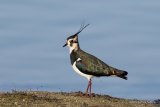 Northern Lapwing (Vanellus vanellus)