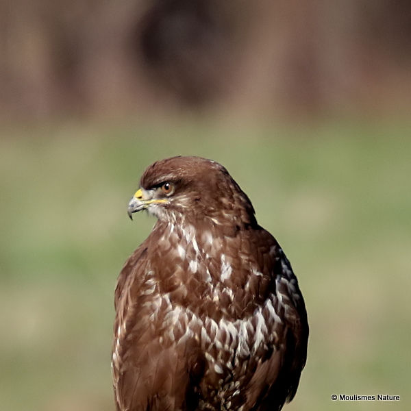 Buteo buteo juv