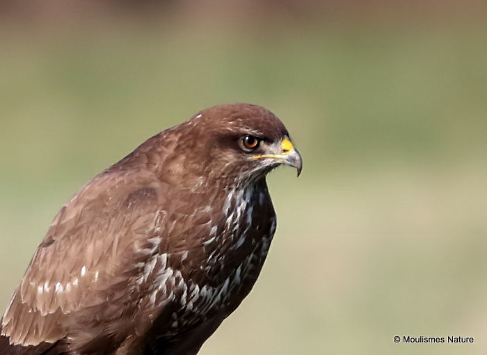 Buteo buteo juv