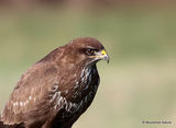 Buteo buteo juv