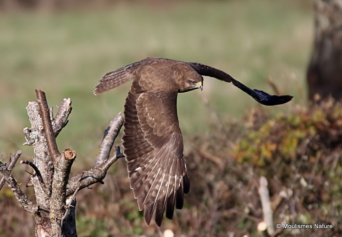 Buteo buteo juv
