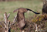 Buteo buteo juv