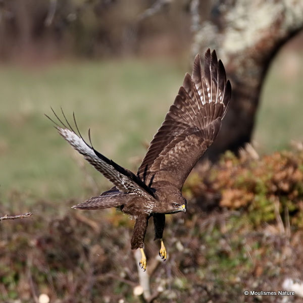Buteo buteo juv