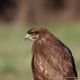 Buteo buteo juv