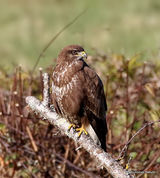 Buteo buteo juv