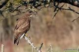Buteo buteo juv