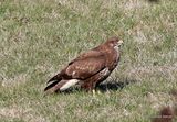 Buteo buteo juv
