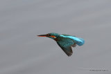 Common Kingfisher (Alcedo atthis) F