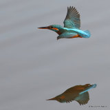 Common Kingfisher (Alcedo atthis) F
