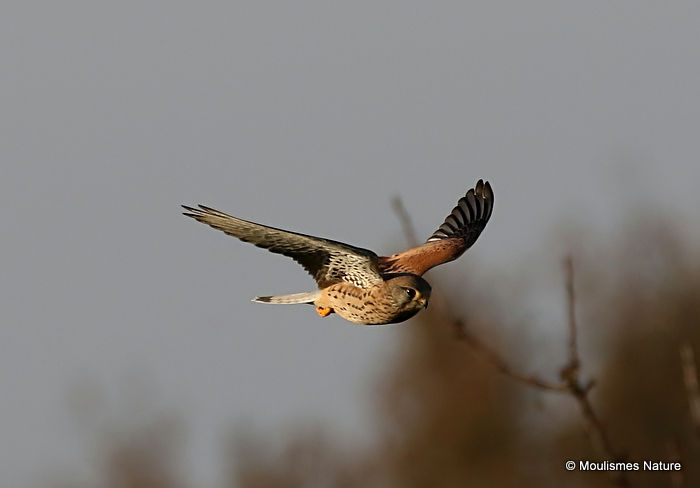 Common Kestrel (Falco tinnunculus) F